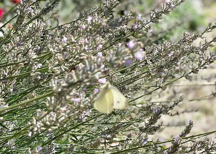 Haus Marianne Bed and Breakfast