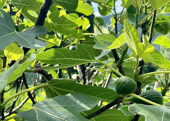 Bed and Breakfast Haus Marianne 3*